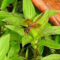 Neurothemis intermedia Rambur, 1842